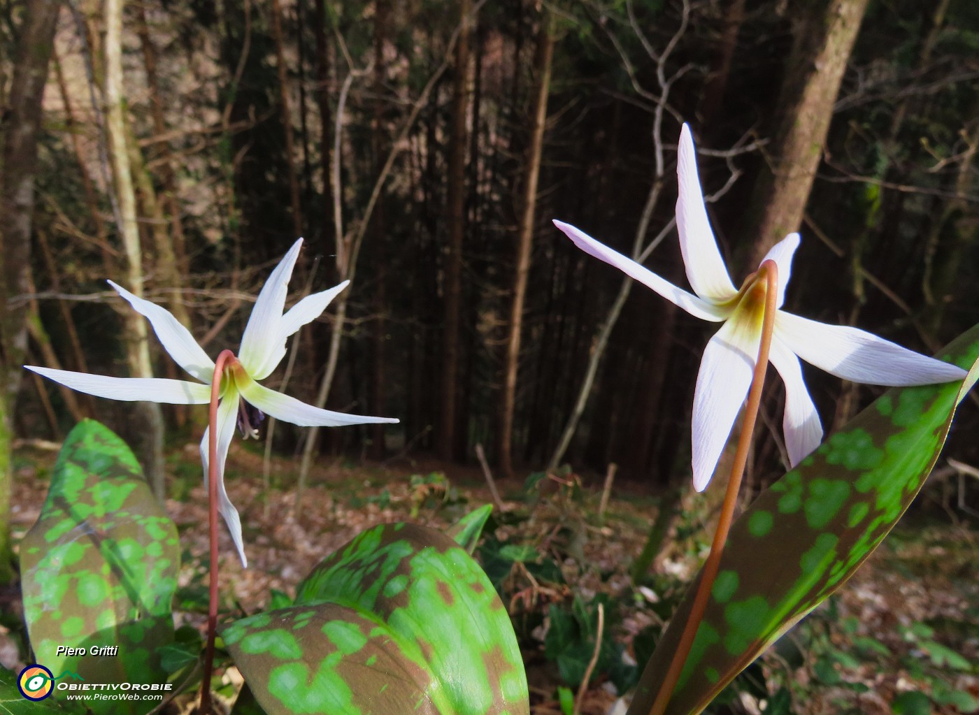 33 Dens canis- Dente di cane.JPG